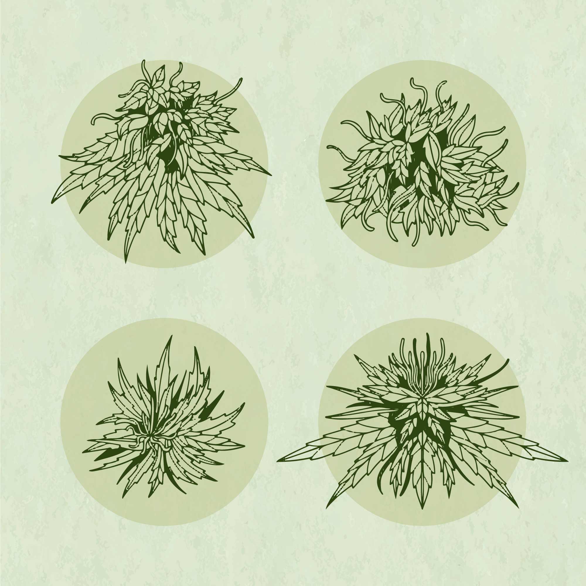 cannabis-illustration cannabis illustration