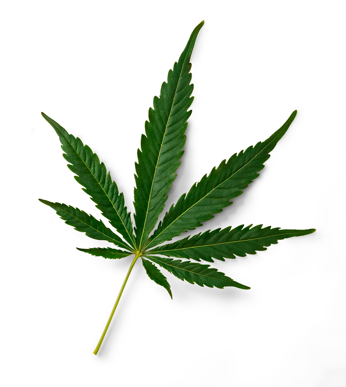 leaf cannabis leaf
